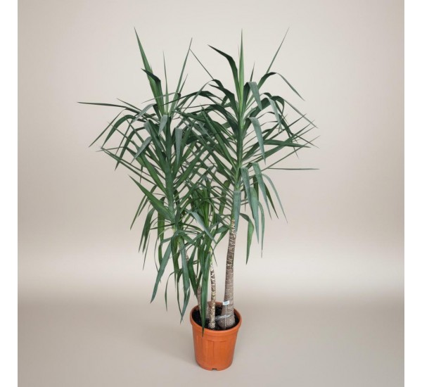 3lü Dev Yucca Ağacı